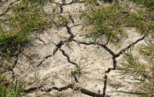 Despăgubirile pentru secetă se vor acorda la iarnă